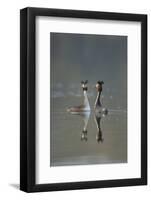 Great Crested Grebe (Podiceps Cristatus) Pair of Adults During Courtship Ritual, Derbyshire, UK-Andrew Parkinson-Framed Photographic Print