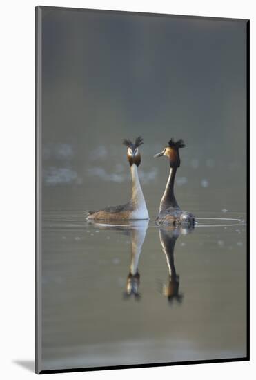 Great Crested Grebe (Podiceps Cristatus) Pair of Adults During Courtship Ritual, Derbyshire, UK-Andrew Parkinson-Mounted Photographic Print