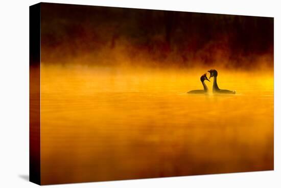Great Crested Grebe (Podiceps Cristatus) Pair Performing Courtship Displaying at Dawn, Cheshire, UK-Ben Hall-Stretched Canvas