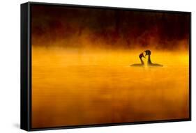 Great Crested Grebe (Podiceps Cristatus) Pair Performing Courtship Displaying at Dawn, Cheshire, UK-Ben Hall-Framed Stretched Canvas