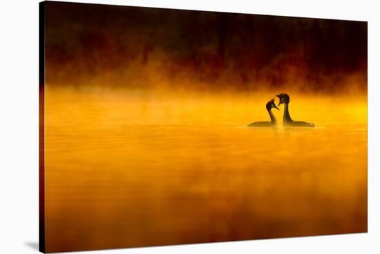 Great Crested Grebe (Podiceps Cristatus) Pair Performing Courtship Displaying at Dawn, Cheshire, UK-Ben Hall-Stretched Canvas