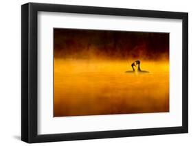 Great Crested Grebe (Podiceps Cristatus) Pair Performing Courtship Displaying at Dawn, Cheshire, UK-Ben Hall-Framed Photographic Print