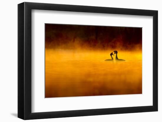Great Crested Grebe (Podiceps Cristatus) Pair Performing Courtship Displaying at Dawn, Cheshire, UK-Ben Hall-Framed Photographic Print