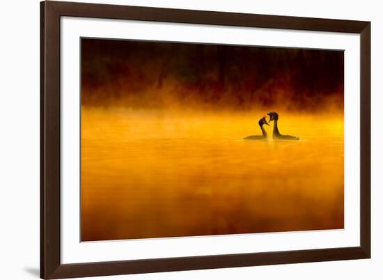 Great Crested Grebe (Podiceps Cristatus) Pair Performing Courtship Displaying at Dawn, Cheshire, UK-Ben Hall-Framed Photographic Print