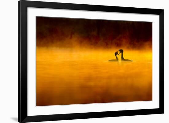 Great Crested Grebe (Podiceps Cristatus) Pair Performing Courtship Displaying at Dawn, Cheshire, UK-Ben Hall-Framed Photographic Print