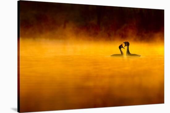 Great Crested Grebe (Podiceps Cristatus) Pair Performing Courtship Displaying at Dawn, Cheshire, UK-Ben Hall-Stretched Canvas