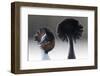Great Crested Grebe (Podiceps Cristatus) Pair with Crest Erect During Courtship Dance-David Pattyn-Framed Photographic Print