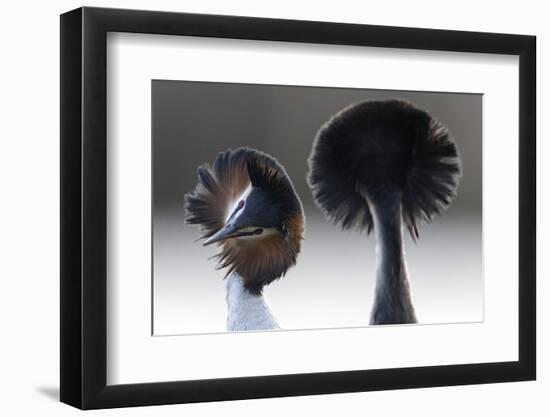 Great Crested Grebe (Podiceps Cristatus) Pair with Crest Erect During Courtship Dance-David Pattyn-Framed Photographic Print