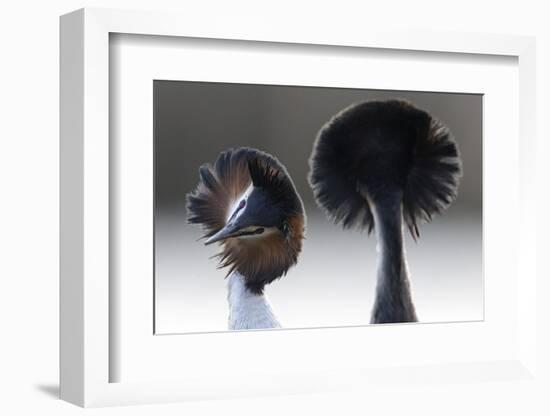 Great Crested Grebe (Podiceps Cristatus) Pair with Crest Erect During Courtship Dance-David Pattyn-Framed Photographic Print