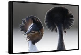 Great Crested Grebe (Podiceps Cristatus) Pair with Crest Erect During Courtship Dance-David Pattyn-Framed Stretched Canvas