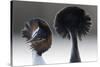 Great Crested Grebe (Podiceps Cristatus) Pair with Crest Erect During Courtship Dance-David Pattyn-Stretched Canvas