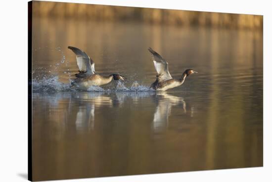 Great Crested Grebe (Podiceps Cristatus) Pursues Another in a Territorial Dispute, Derbyshire, UK-Andrew Parkinson-Stretched Canvas