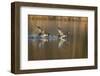 Great Crested Grebe (Podiceps Cristatus) Pursues Another in a Territorial Dispute, Derbyshire, UK-Andrew Parkinson-Framed Photographic Print