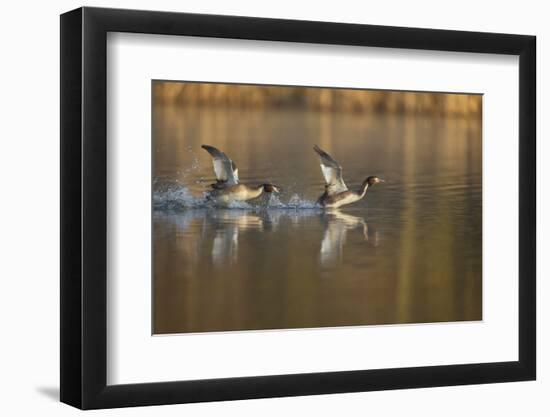 Great Crested Grebe (Podiceps Cristatus) Pursues Another in a Territorial Dispute, Derbyshire, UK-Andrew Parkinson-Framed Photographic Print