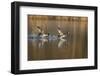 Great Crested Grebe (Podiceps Cristatus) Pursues Another in a Territorial Dispute, Derbyshire, UK-Andrew Parkinson-Framed Photographic Print