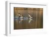 Great Crested Grebe (Podiceps Cristatus) Pursues Another in a Territorial Dispute, Derbyshire, UK-Andrew Parkinson-Framed Photographic Print