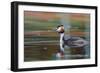 Great Crested Grebe (Podiceps Cristatus) Swimming. Staffelsee. Upper Bavaria. Germany-Oscar Dominguez-Framed Photographic Print