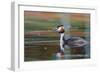 Great Crested Grebe (Podiceps Cristatus) Swimming. Staffelsee. Upper Bavaria. Germany-Oscar Dominguez-Framed Photographic Print