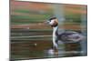 Great Crested Grebe (Podiceps Cristatus) Swimming. Staffelsee. Upper Bavaria. Germany-Oscar Dominguez-Mounted Photographic Print