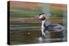 Great Crested Grebe (Podiceps Cristatus) Swimming. Staffelsee. Upper Bavaria. Germany-Oscar Dominguez-Stretched Canvas