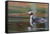 Great Crested Grebe (Podiceps Cristatus) Swimming. Staffelsee. Upper Bavaria. Germany-Oscar Dominguez-Framed Stretched Canvas