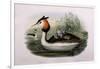 Great Crested Grebe (Podiceps Cristatus)-John Gould and H.C. Richter-Framed Giclee Print