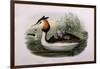 Great Crested Grebe (Podiceps Cristatus)-John Gould and H.C. Richter-Framed Giclee Print