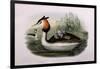 Great Crested Grebe (Podiceps Cristatus)-John Gould and H.C. Richter-Framed Giclee Print