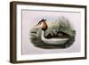 Great Crested Grebe (Podiceps Cristatus)-John Gould and H.C. Richter-Framed Giclee Print