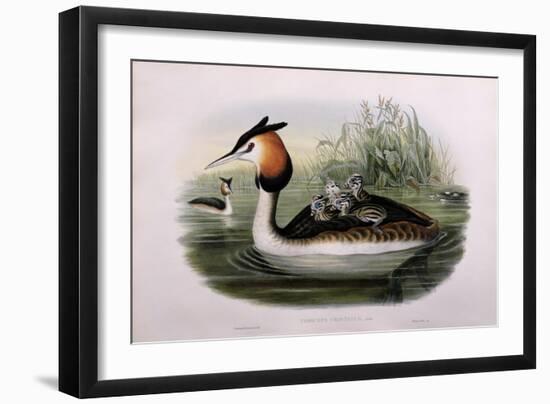 Great Crested Grebe (Podiceps Cristatus)-John Gould and H.C. Richter-Framed Giclee Print