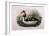 Great Crested Grebe (Podiceps Cristatus)-John Gould and H.C. Richter-Framed Giclee Print