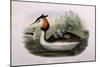 Great Crested Grebe (Podiceps Cristatus)-John Gould and H.C. Richter-Mounted Giclee Print