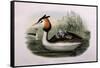 Great Crested Grebe (Podiceps Cristatus)-John Gould and H.C. Richter-Framed Stretched Canvas