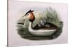 Great Crested Grebe (Podiceps Cristatus)-John Gould and H.C. Richter-Stretched Canvas