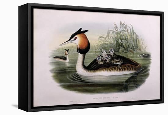 Great Crested Grebe (Podiceps Cristatus)-John Gould and H.C. Richter-Framed Stretched Canvas
