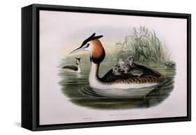 Great Crested Grebe (Podiceps Cristatus)-John Gould and H.C. Richter-Framed Stretched Canvas