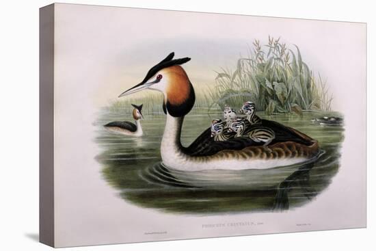 Great Crested Grebe (Podiceps Cristatus)-John Gould and H.C. Richter-Stretched Canvas