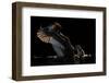 Great crested grebe shaking chick from back, The Netherlands-David Pattyn-Framed Photographic Print