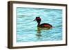 Great Crested Grebe-Dorothy Berry-Lound-Framed Giclee Print