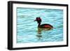 Great Crested Grebe-Dorothy Berry-Lound-Framed Giclee Print