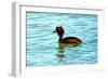 Great Crested Grebe-Dorothy Berry-Lound-Framed Giclee Print