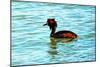 Great Crested Grebe-Dorothy Berry-Lound-Mounted Giclee Print