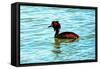 Great Crested Grebe-Dorothy Berry-Lound-Framed Stretched Canvas