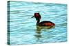 Great Crested Grebe-Dorothy Berry-Lound-Stretched Canvas