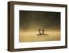 Great crested grebes performing courtship ritual, Cheshire, UK-Ben Hall-Framed Photographic Print