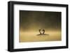 Great crested grebes performing courtship ritual, Cheshire, UK-Ben Hall-Framed Photographic Print