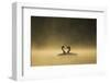 Great crested grebes performing courtship ritual, Cheshire, UK-Ben Hall-Framed Photographic Print