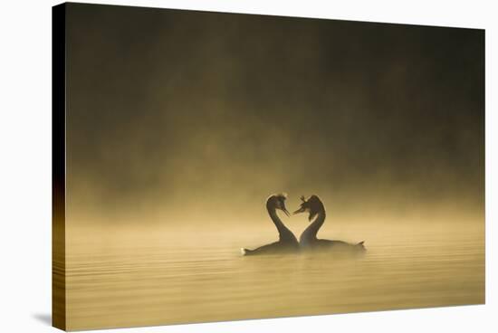 Great crested grebes performing courtship ritual, Cheshire, UK-Ben Hall-Stretched Canvas