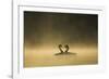 Great crested grebes performing courtship ritual, Cheshire, UK-Ben Hall-Framed Photographic Print