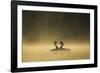 Great crested grebes performing courtship ritual, Cheshire, UK-Ben Hall-Framed Photographic Print